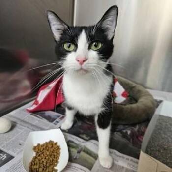 Liberty -  Domestic Short Hair Cat for Adoption in Phoenixville, Pennsylvania - Liberty | PetCurious