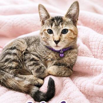 Kiki -  Domestic Short Hair Cat for Adoption in Inman, South Carolina - Kiki | PetCurious