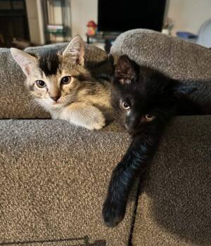 Onyx and Jasper -  Domestic Short Hair Cat for Adoption in Anchorage, Alaska - Onyx And Jasper | PetCurious