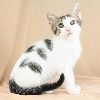 Newton -  Domestic Short Hair Cat for Adoption in Mobile, Alabama - Newton | PetCurious