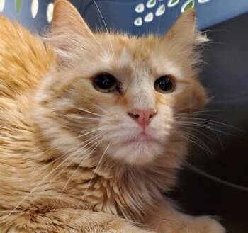 Garf -  Domestic Long Hair and Domestic Short Hair Cat for Adoption in Kansas City, Missouri - Garf | PetCurious