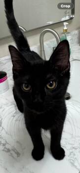 Merci -  Domestic Short Hair Cat for Adoption in Scottsdale, Arizona - Merci | PetCurious