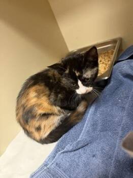 Bye -  Domestic Short Hair Cat for Adoption in Chamblee, Georgia - Bye | PetCurious