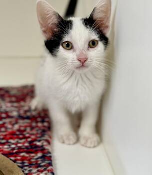 Rescue Domestic Short Hair Cats for Adoption in Cypress, California - Castor | PetCurious