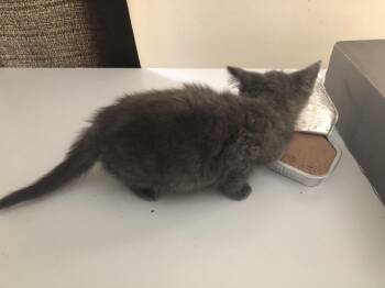 Einstein -  Domestic Short Hair Cat for Adoption in Emporia, Kansas - Einstein | PetCurious