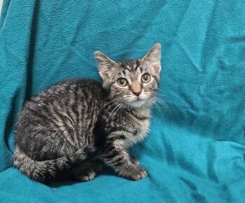 Apple -  Domestic Short Hair Cat for Adoption in Dickson, Tennessee - Apple | PetCurious