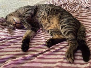 Rescue Domestic Short Hair and Exotic Shorthair Cats for Adoption in Ocala, Florida - Sphen | PetCurious