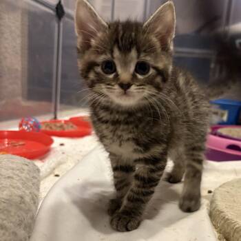Domestic Short Hair Cats Available for Adoption in Chesapeake Beach, Maryland - Cairo | PetCurious