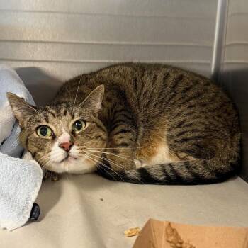 Phoenix -  Domestic Short Hair Cat Available for Adoption in East Hampton, New York - Phoenix | PetCurious