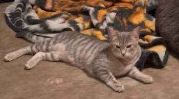 Rescue American Shorthair Cats for Adoption in White Settlement, Texas - Little Girl | PetCurious