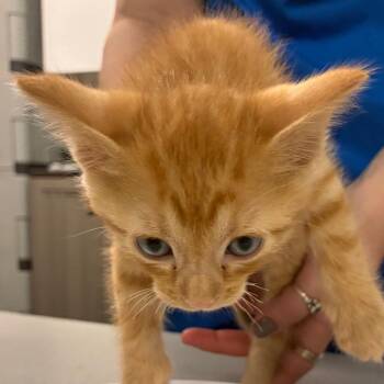 Garfield -  Domestic Short Hair Cat for Adoption in Manhattan, Kansas - Garfield | PetCurious