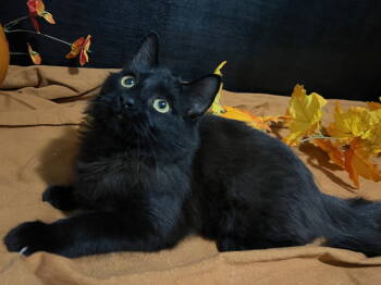 Rescue Domestic Medium Hair Cats for Adoption in Fayetteville, Georgia - Sammie | PetCurious