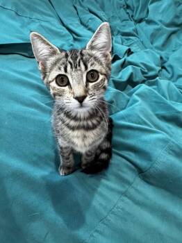 Sunny Strawberry -  Domestic Short Hair and Tabby Cat Available for Adoption in Glendale, Arizona - Sunny Strawberry | PetCurious