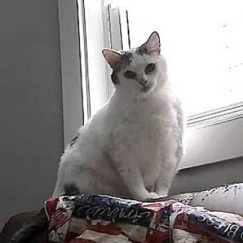 Kitty -  Domestic Medium Hair Cat for Adoption in Chicago, Illinois - Kitty | PetCurious
