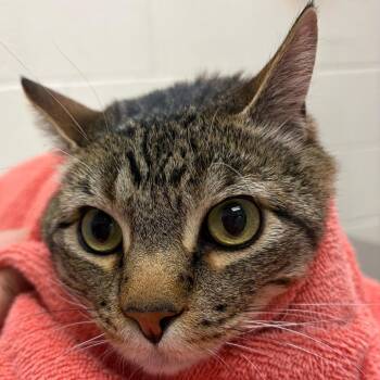 Domestic Short Hair Cats Available for Adoption in Murray, Utah - Newt | PetCurious