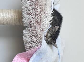Domestic Short Hair Cats Available for Adoption in Fruit Heights, Utah - Star | PetCurious