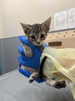 SAWYER -  Domestic Short Hair Cat for Adoption in Las Vegas, Nevada - SAWYER | PetCurious