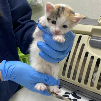 Ivy -  Domestic Short Hair Cat for Adoption in Harrisonburg, Virginia - Ivy | PetCurious