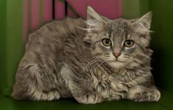 BUNKO 7.0 -  Domestic Medium Hair Cat for Adoption in Cookeville, Tennessee - BUNKO 7.0 | PetCurious