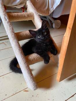 Sharpie -  Domestic Long Hair Cat for Adoption in Gorham, Maine - Sharpie | PetCurious