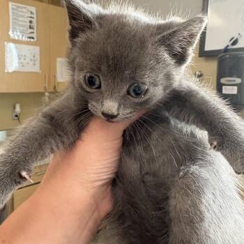 Misty -  Domestic Short Hair Cat for Adoption in Clavet, Saskatchewan - Misty | PetCurious