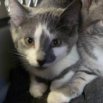 Rescue Domestic Short Hair Cats for Adoption in Huntington, West Virginia - Dorito | PetCurious