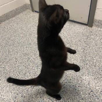 Paddy Cake -  Domestic Short Hair Cat for Adoption in Dayton, Ohio - Paddy Cake | PetCurious