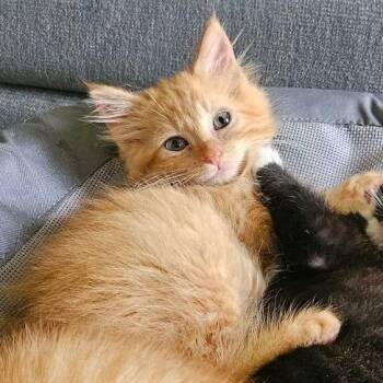 Cha-Cha -  Domestic Medium Hair Cat for Adoption in Murfreesboro, Tennessee - Cha-Cha | PetCurious