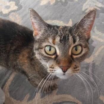 Domestic Short Hair Cats Available for Adoption - KeeKee C10968 | PetCurious