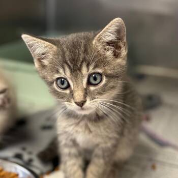 Dr. Evil -  Domestic Short Hair Cat for Adoption in San Antonio, Texas - Dr. Evil | PetCurious