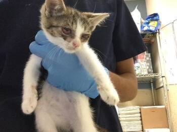 ASA -  Domestic Short Hair Cat for Adoption in Riverside, California - ASA | PetCurious