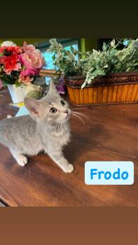 Frodo -  Domestic Short Hair Cat for Adoption in Crown Point, Indiana - Frodo | PetCurious