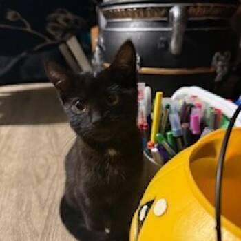 Rescue Domestic Short Hair Cats for Adoption in Troy, Illinois - Shadow | PetCurious