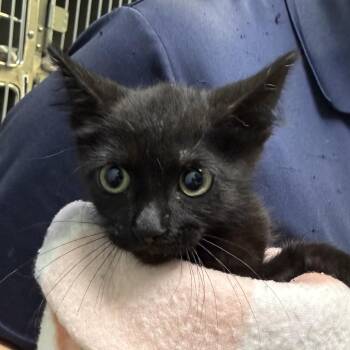 Sulfur -  Domestic Short Hair Cat for Adoption in Jacksonville, Arkansas - Sulfur | PetCurious