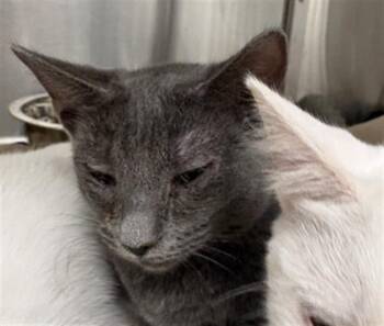 CURL CREST -  Domestic Short Hair Cat for Adoption in Indianapolis, Indiana - CURL CREST | PetCurious