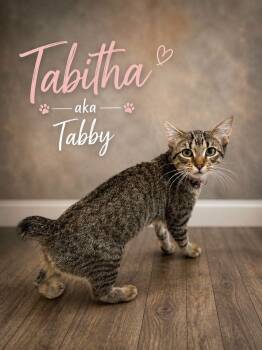 Tabby -  American Bobtail Cat for Adoption in Midlothian, Texas - Tabby | PetCurious
