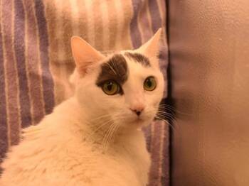 Domestic Short Hair Cats Available for Adoption in Portland, Oregon - Ghost | PetCurious