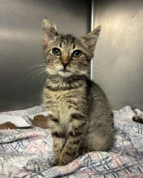 Lip (with Debbie) -  Domestic Short Hair Cat for Adoption in Richmond, Virginia - Lip (with Debbie) | PetCurious