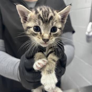 Scuttle @ Petco on Main Street -  Domestic Short Hair Cat for Adoption in Summerville, South Carolina - Scuttle @ Petco On Main Street | PetCurious