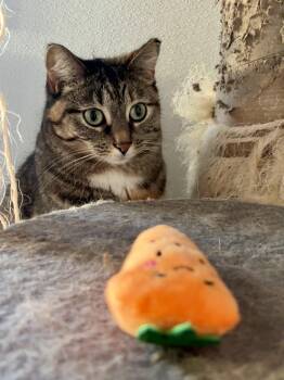 Domestic Short Hair Cats Available for Adoption in Shenandoah, Iowa - Vivian | PetCurious