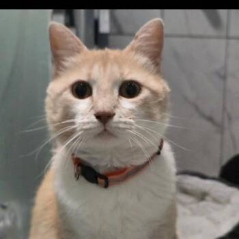 Cracker Barrel -  Domestic Short Hair Cat for Adoption in Brownsboro, Alabama - Cracker Barrel | PetCurious