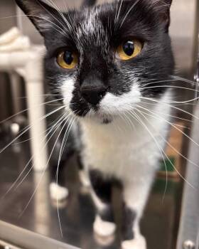 Rey -  Domestic Short Hair Cat for Adoption in Stillwater, Oklahoma - Rey | PetCurious