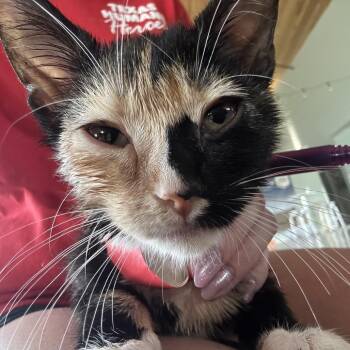 Bristle -  Domestic Short Hair Cat for Adoption in Leander, Texas - Bristle | PetCurious