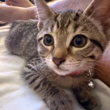 Bonfire -  Domestic Short Hair Cat for Adoption in Fairfax Station, Virginia - Bonfire | PetCurious