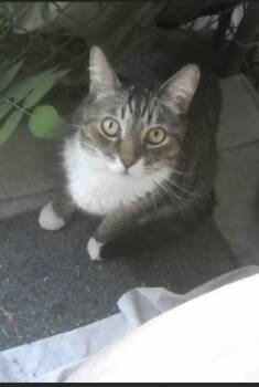 Rescue Tabby Cats for Adoption in Oakhurst, California - Quatro | PetCurious