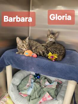 Barbara & Gloria -  Domestic Short Hair Cat for Adoption in Mechanicsburg, Pennsylvania - Barbara & Gloria | PetCurious