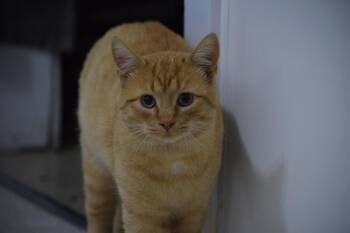 Oscar -  Domestic Short Hair Cat for Adoption in Salmon, Idaho - Oscar | PetCurious