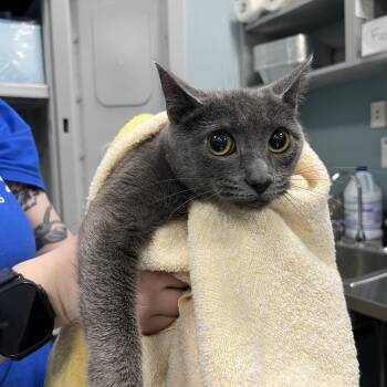 Shower Caddy -  Domestic Short Hair Cat for Adoption in Greensboro, North Carolina - Shower Caddy | PetCurious