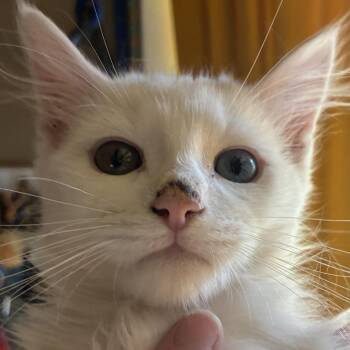Wrangler -  Domestic Long Hair Cat Available for Adoption in Santa Fe, New Mexico - Wrangler | PetCurious
