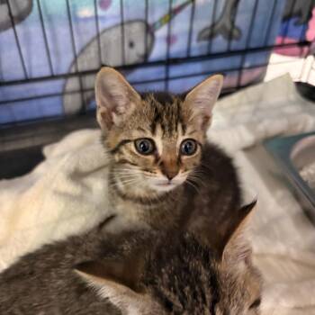Callum -  Domestic Short Hair Cat for Adoption in Indianapolis, Indiana - Callum | PetCurious